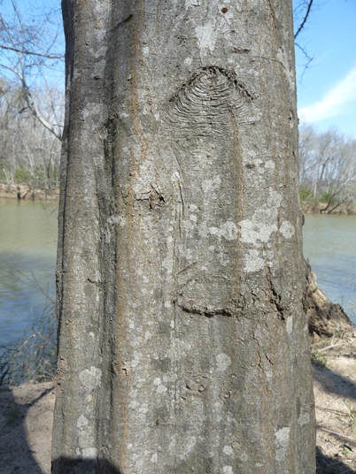 {Carpinus caroliniana}